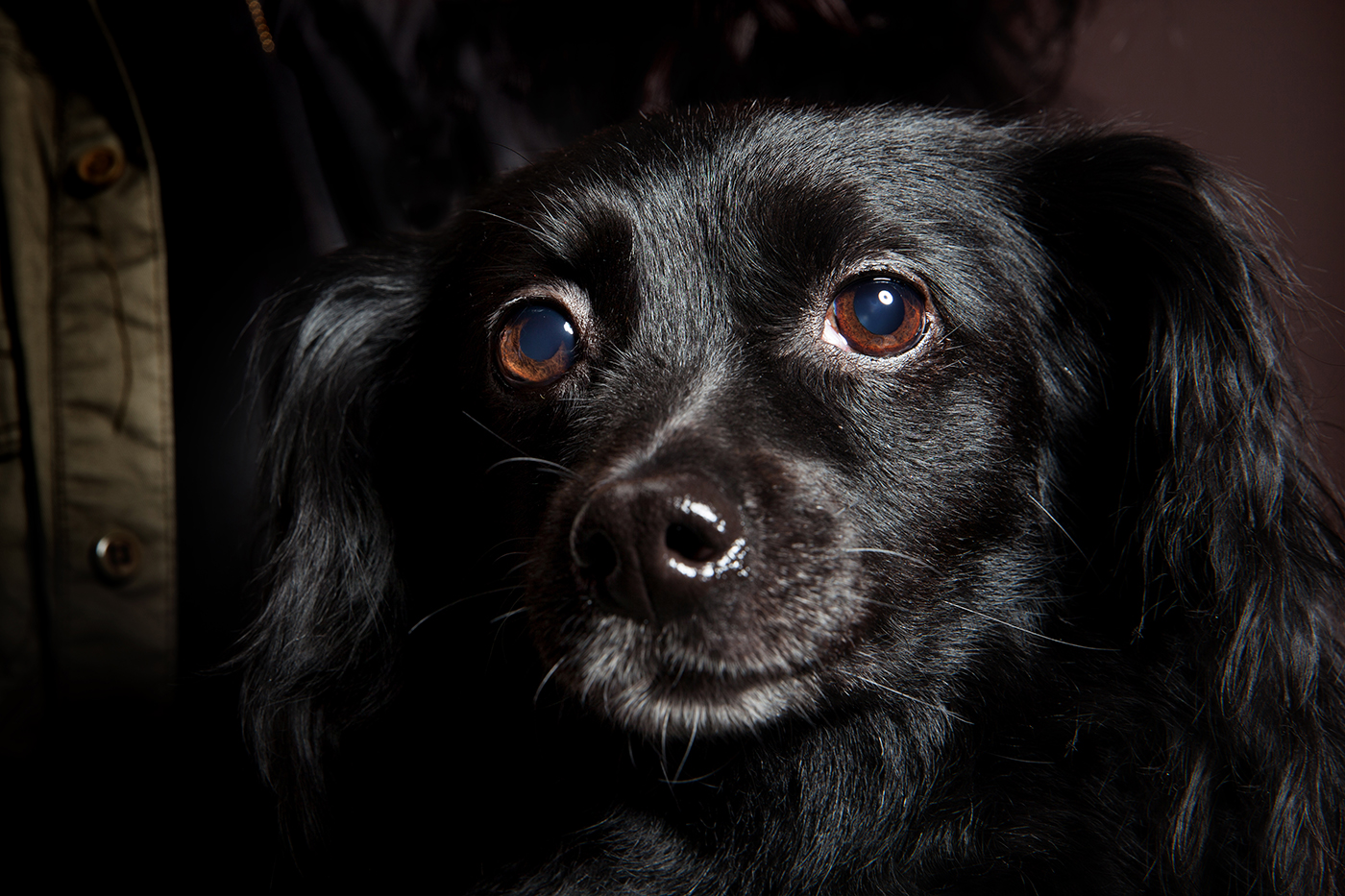 Η Ζιζέλ, το μικρό σκυλάκι της Χριστίνας.
